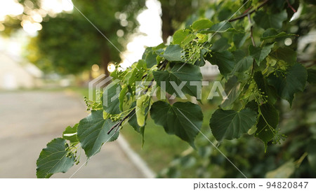 Hand-held shot of small linden branch with fresh leaves. 94820847