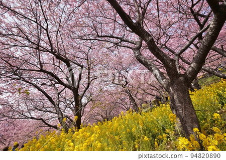 河津櫻花和油菜花 94820890