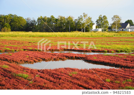 Lake Notoro, the largest colony of coral grass in Japan 94821583