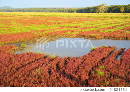 A large swamp in the coral grass of Lake Notoro 94821584