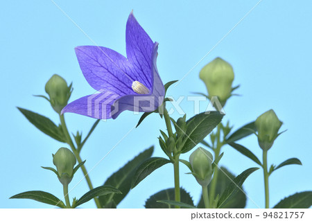 Kikyo flowers and buds (fixed) 94821757