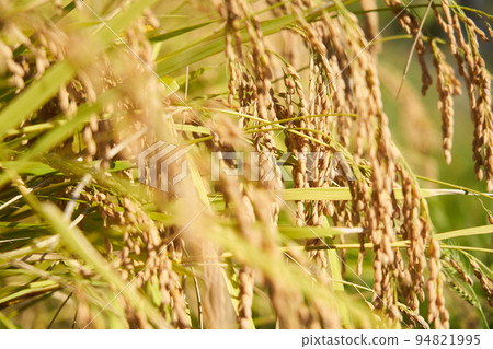 Fruit rice plant Fruit rice plant 94821995