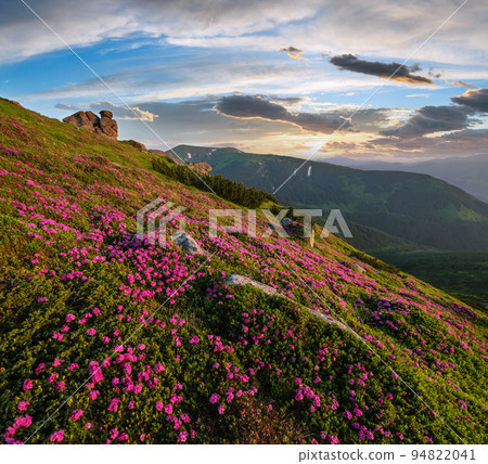Pink rose rhododendron flowers on summer mountain slope, Carpathian, Ukraine. 94822041