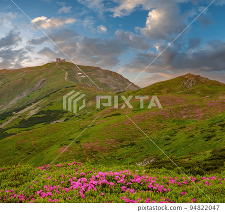 Pink rose rhododendron flowers on summer mountain slope Pink rose rhododendron flowers on summer mountain slope 94822047