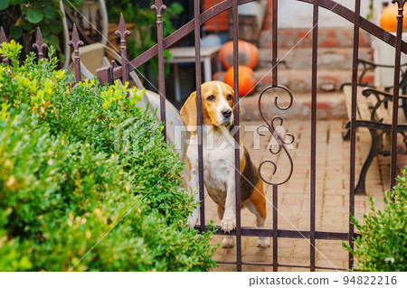 Basset Hound dog at a beautiful wrought iron fence.  94822216