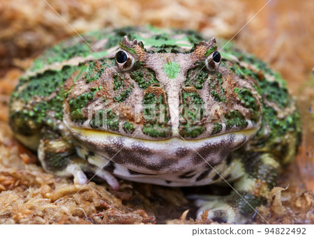 一隻青蛙 94822492