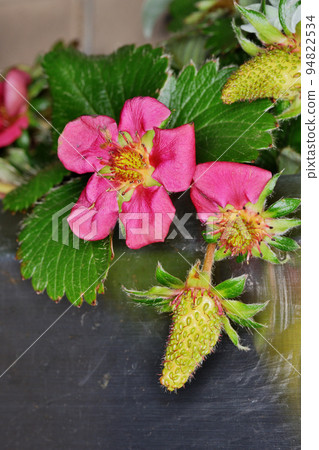 Red strawberry flowers Red strawberry flowers 94822534