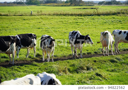 Dairy cows on a ranch near Kabuto Marsh Dairy cows on a ranch near Kabuto Marsh 94822562