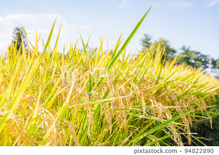 Nagano Prefecture Original Rice Kaze Sayaka Nagano Prefecture Original Rice Kaze Sayaka 94822890