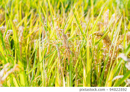 Nagano Prefecture Original Rice Kaze Sayaka Nagano Prefecture Original Rice Kaze Sayaka 94822892
