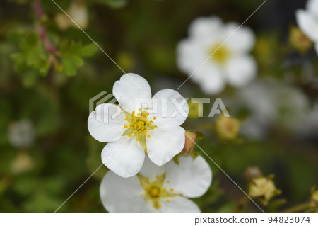 Shrubby Cinquefoil Abbotswood 94823074