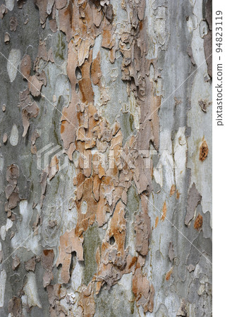 London plane 94823119