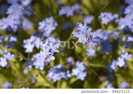 Ultramarine forget-me-not 94823125