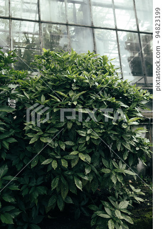 Aucuba japonica or japanese laurel spotted leaves pattern background. Leaf texture background 94823199