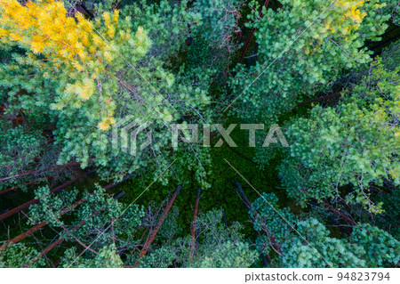 Drone photo of forests and groves in golden time 94823794