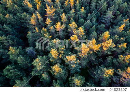Drone photo of forests and groves in golden time Drone photo of forests and groves in golden time 94823807
