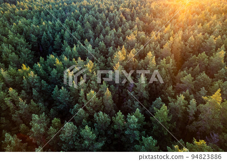 Drone photo of forests and groves in golden time Drone photo of forests and groves in golden time 94823886
