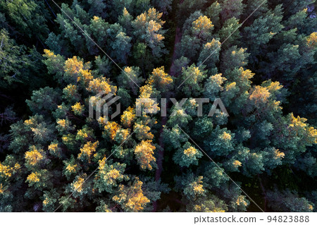 Drone photo of forests and groves in golden time Drone photo of forests and groves in golden time 94823888
