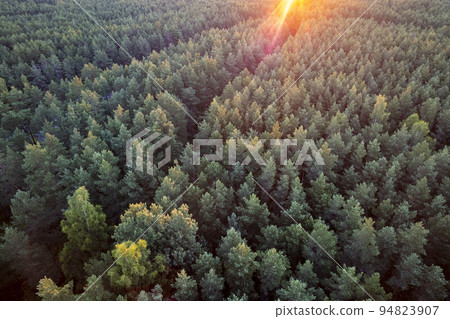 Drone photo of forests and groves in golden time 94823907