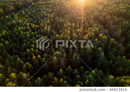 Drone photo of forests and groves in golden time 94823914