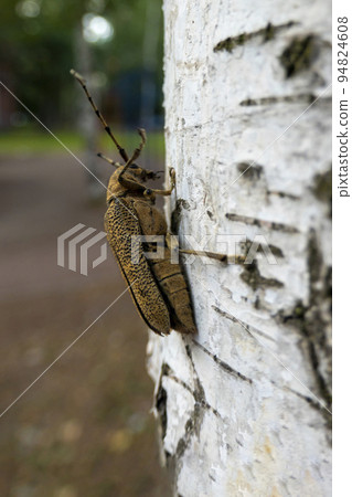 Macro shot of Longhorn beetle - Cerambycidae - on a tree branch 94824608