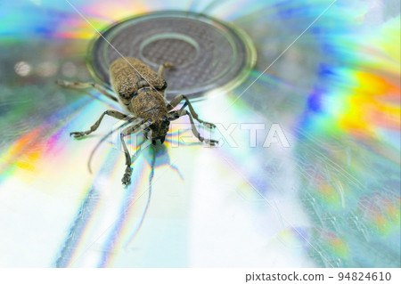 Macro shot of Longhorn beetle - Cerambycidae - sitting on a CD Macro shot of Longhorn beetle - Cerambycidae - sitting on a CD 94824610