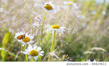 Bright orange butterflies on daisy flowers 94824611