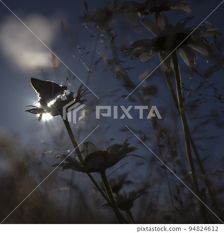 Bright orange butterflies on daisy flowers Bright orange butterflies on daisy flowers 94824612