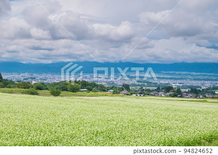 Buckwheat field in full bloom and scenery of Shiojiri city [Photographed from Alps Observation Shinonome Road] 94824652