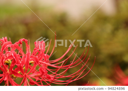 Red beetle Red beetle 94824896