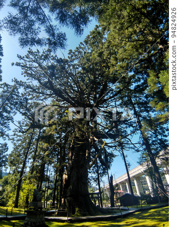 供奉新潟縣上越市蟲川的大杉樹的白山神社 供奉新潟縣上越市蟲川的大杉樹的白山神社 94824926
