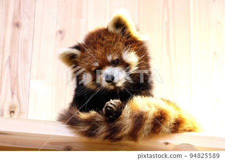 Relaxing red panda 94825589