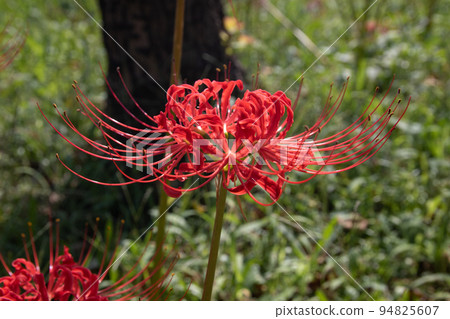 Cluster amaryllis (Tokyo) 94825607