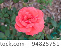 A red rose 94825751