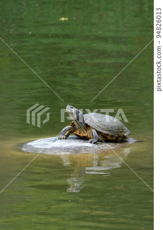 Red-eared slider alien species wild turtle outdoor vertical background material 94826013