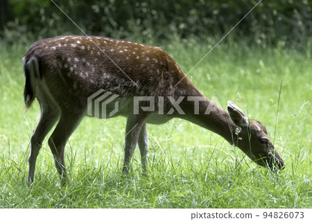 Wild young red deer in London, United Kingdom Wild young red deer in London, United Kingdom 94826073