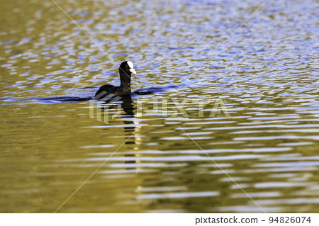 Swimming Eurasian Coot during sunset - UK Swimming Eurasian Coot during sunset - UK 94826074