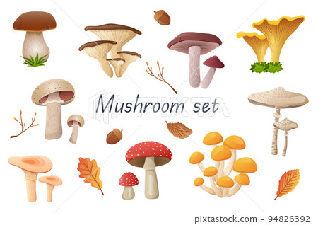Mushrooms 3d realistic set. Bundle of cep, russula, golden chanterelle, champignon, boletus, fly agaric, oyster mushrooms and other edible or non-edible fungus isolated elements.Vector illustration Mushrooms 3d realistic set. Bundle of cep, russula, golden chanterelle, champignon, boletus, fly agaric, oyster mushrooms and other edible or non-edible fungus isolated elements.Vector illustration 94826392