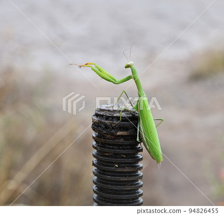 The mantis is sitting on a piece of iron The mantis is sitting on a piece of iron 94826455