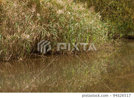Water reeds reflecting in the pond of a city park 94826517