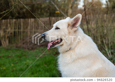 White Swiss Shepherd Dog, with long furry hair at the Flemish countryside 94826520
