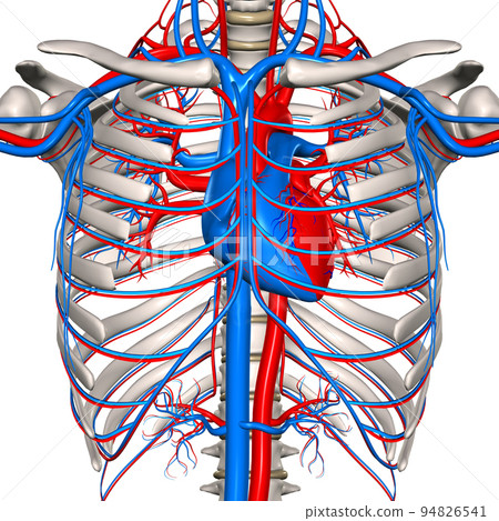 人胸腹血管網(胸骨和肋軟骨切除) 人胸腹血管網(胸骨和肋軟骨切除) 94826541