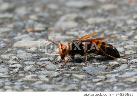 The hornet Dangerous creature A large hornet that can easily be mistaken for a giant hornet 94826655