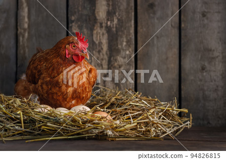 hen laying eggs in nest of hay inside chicken coop hen laying eggs in nest of hay inside chicken coop 94826815