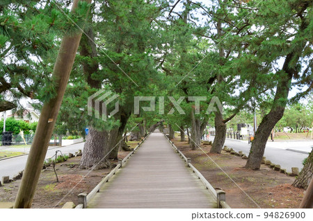 A majestic pine tree-lined path surrounded by old pine trees A majestic pine tree-lined path surrounded by old pine trees 94826900