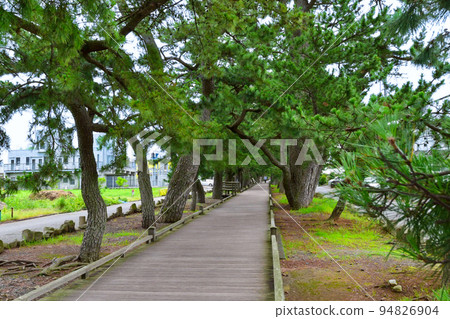 一條雄偉的松林小路，被古老的松樹對角環繞 94826904