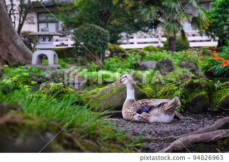 Ducks in Wakutama Pond at Mt.Fuji Hongu Sengen Taisha Shrine Ducks in Wakutama Pond at Mt.Fuji Hongu Sengen Taisha Shrine 94826963