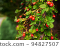 Red fruits of a medicinal rose hip on a bush with green leaves 94827507