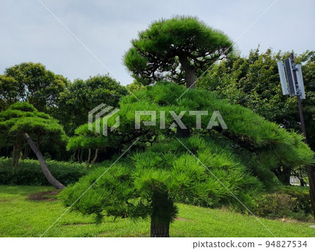 petite pine petite pine 94827534