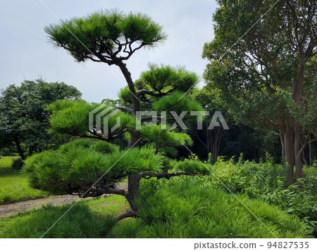 branching pine branching pine 94827535